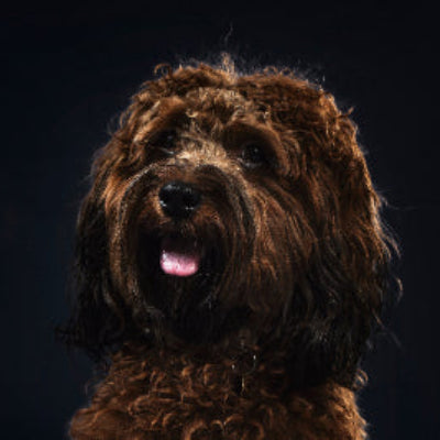 Brown dog with a curly coat on a black background